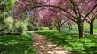 Parc à Londres - fleurs de printemps